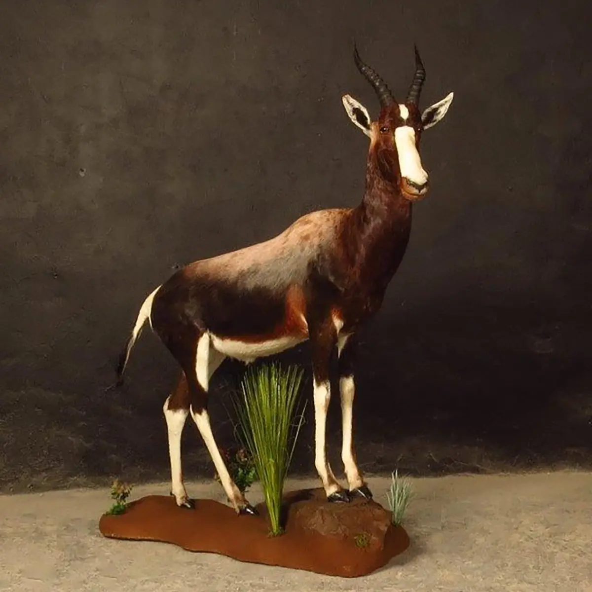 Lifesize mount of an African game animal by Karoo Animal Art Studio