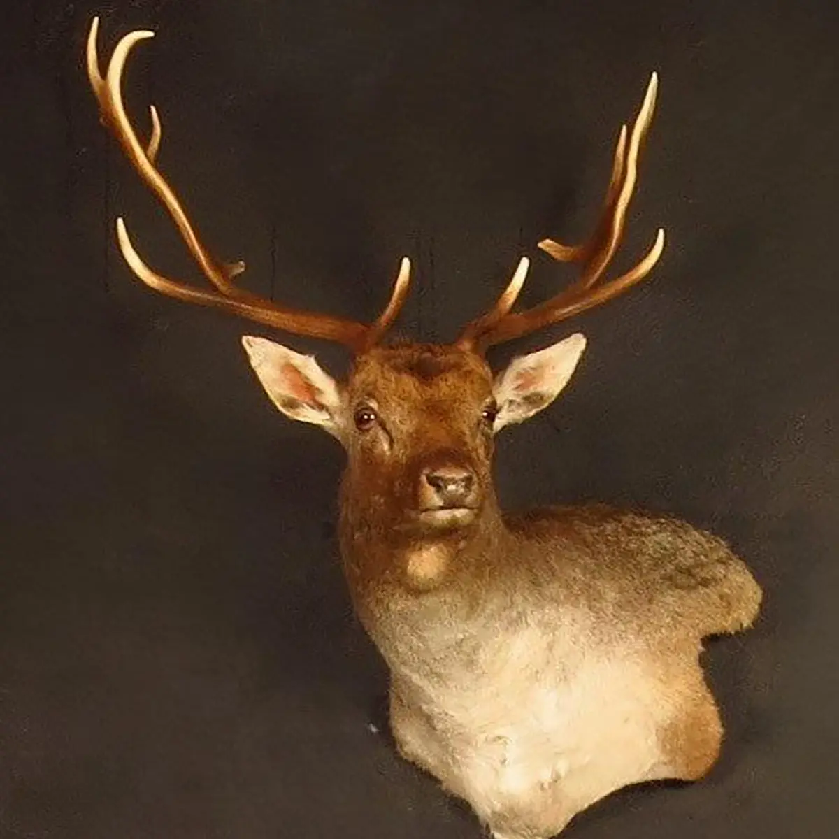 Wall pedestal mount of an African game animal by Karoo Animal Art Studio