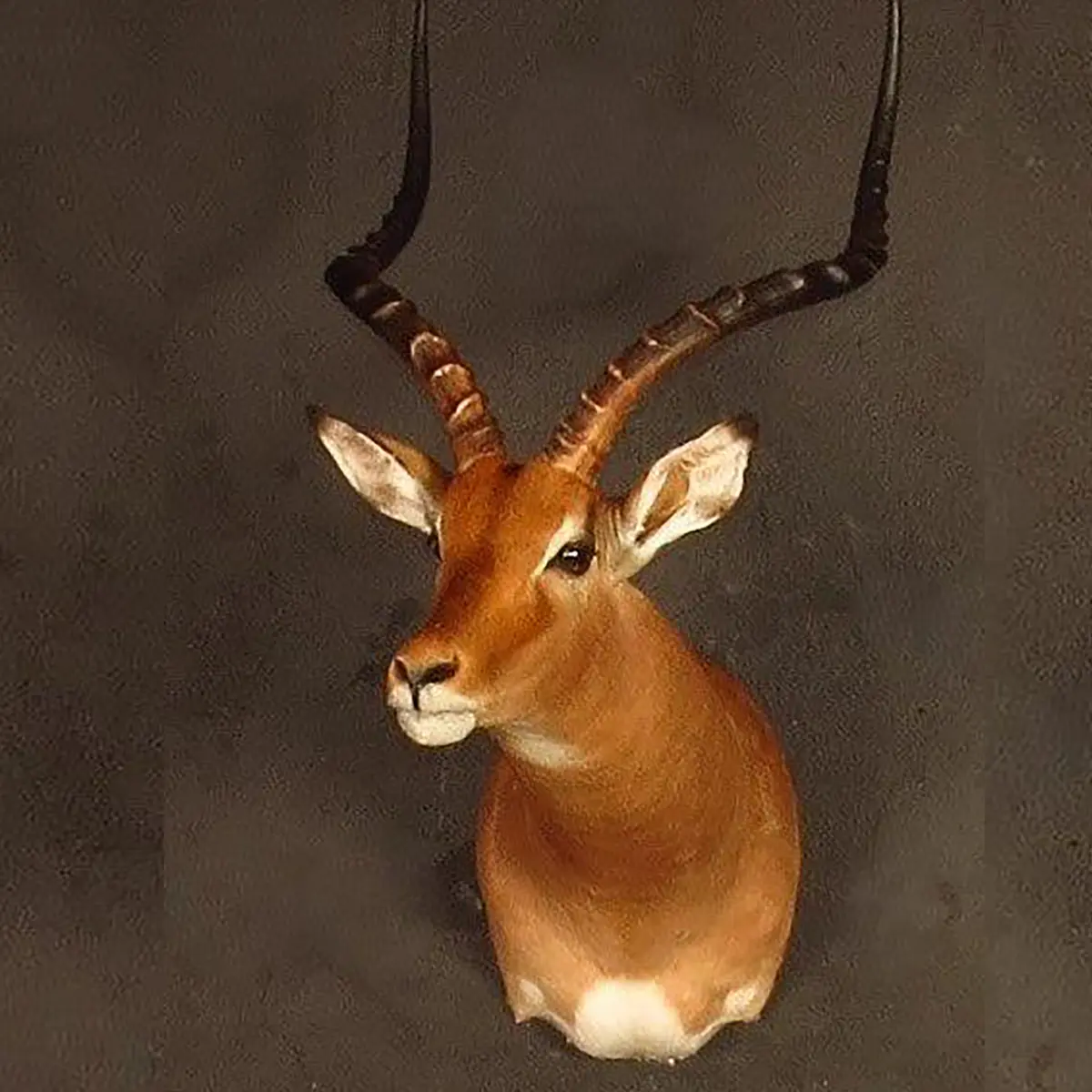 Shoulder mount of an African game animal by Karoo Animal Art Studio