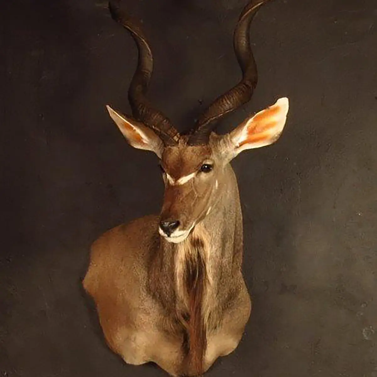Wall pedestal mount of an African game animal by Karoo Animal Art Studio