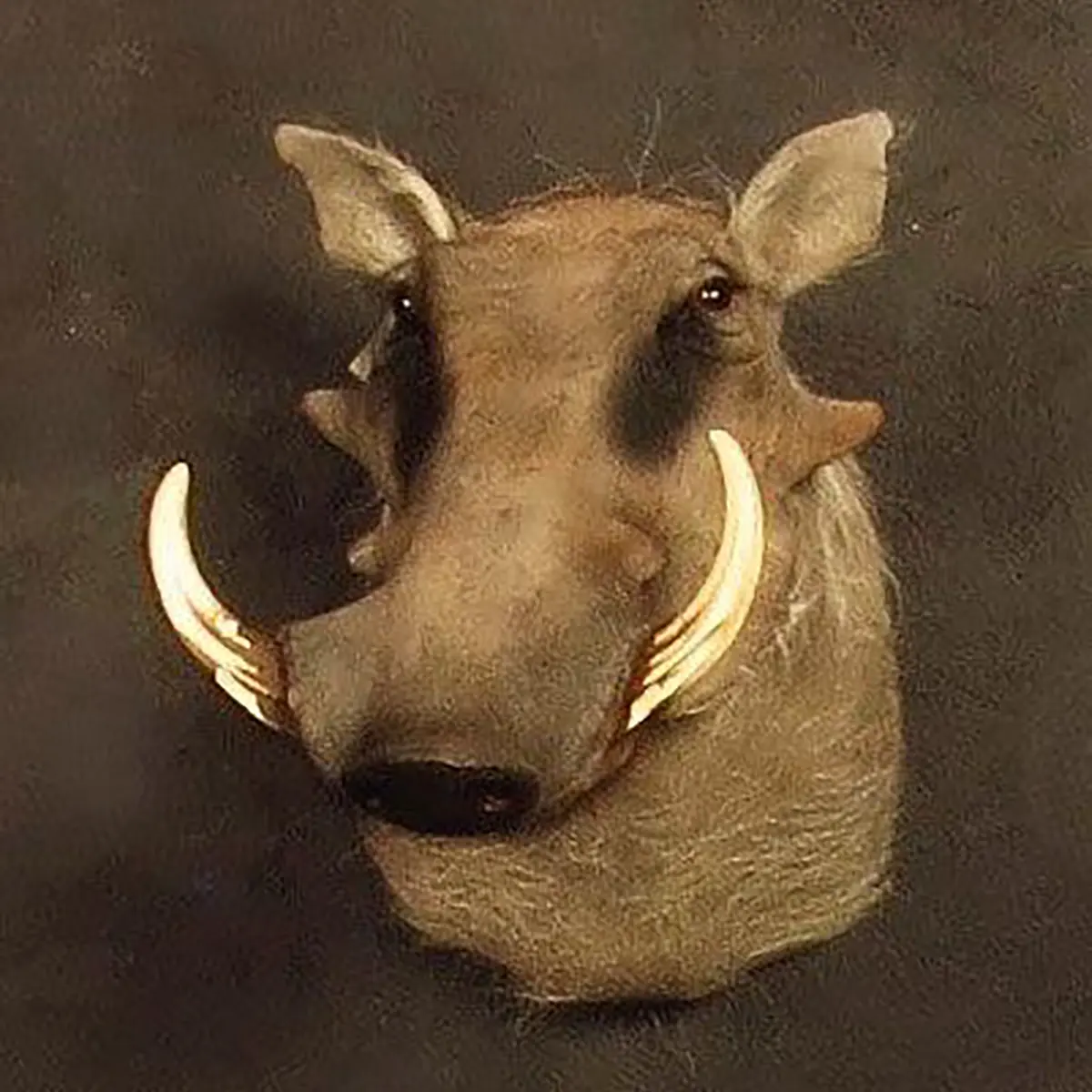 Shoulder mount of an African game animal by Karoo Animal Art Studio
