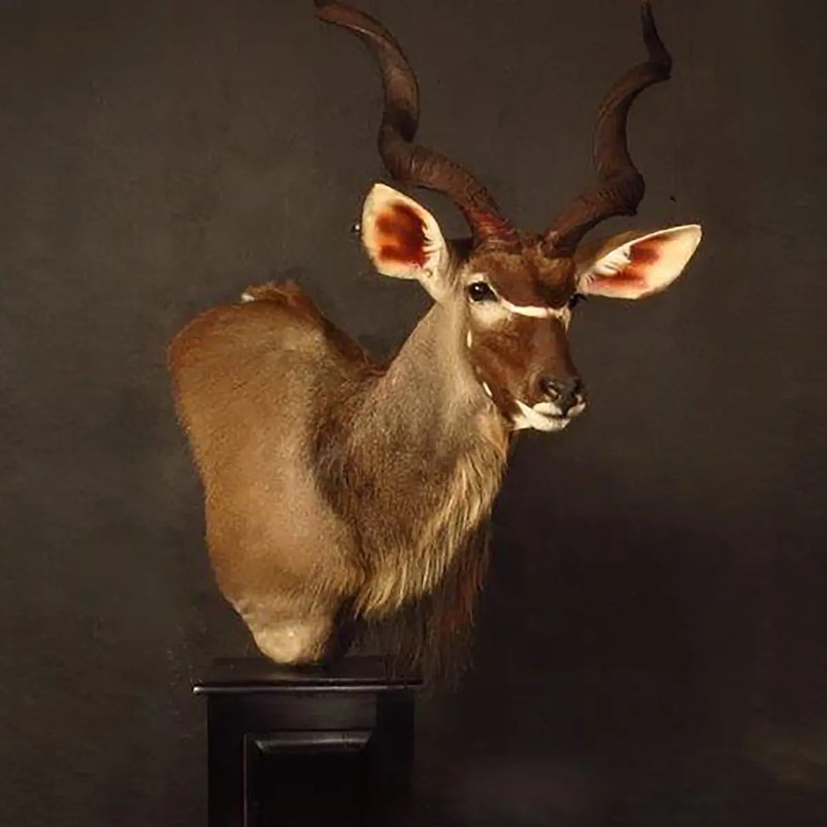 Pedestal mount of an African game animal by Karoo Animal Art Studio