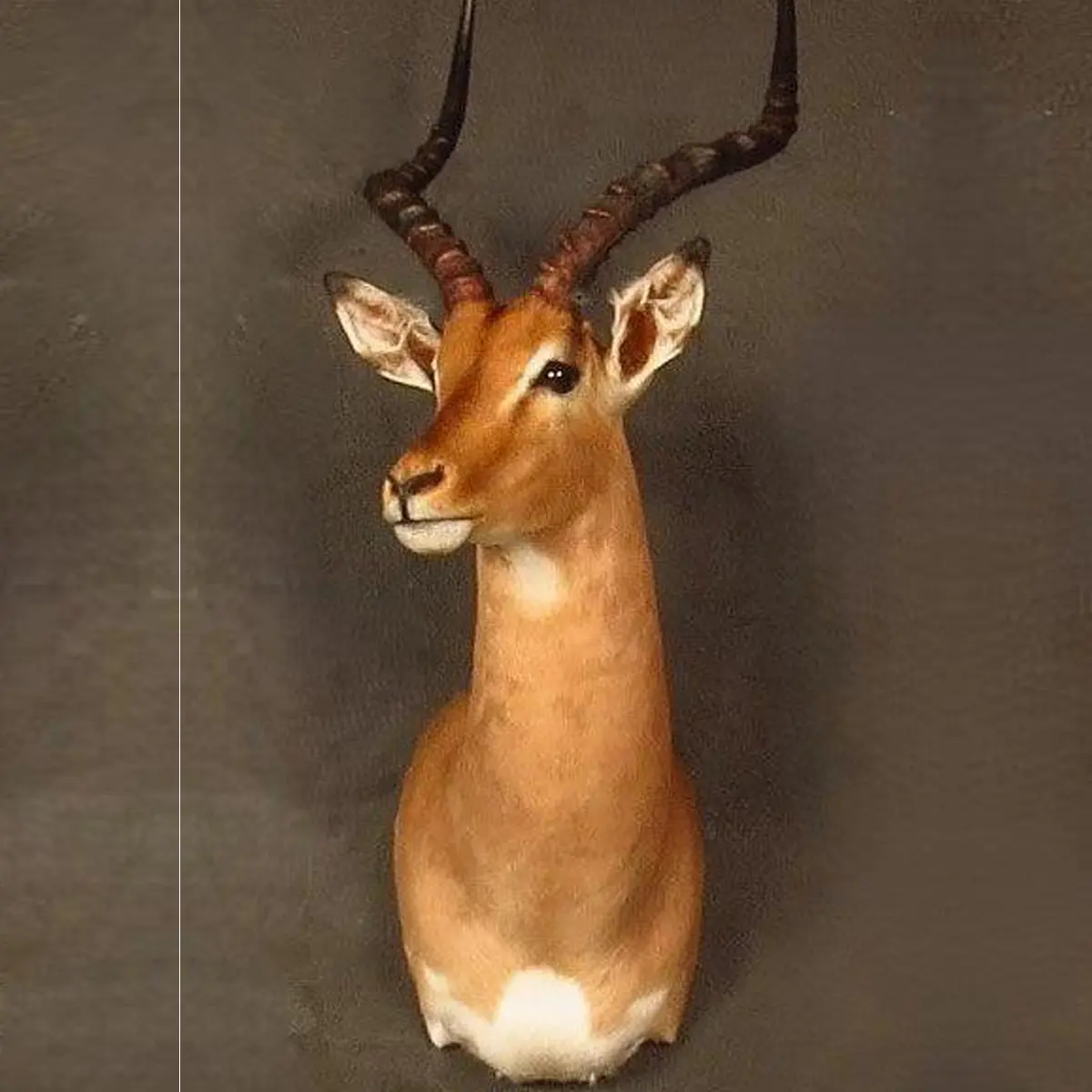 Shoulder mount of an African game animal by Karoo Animal Art Studio