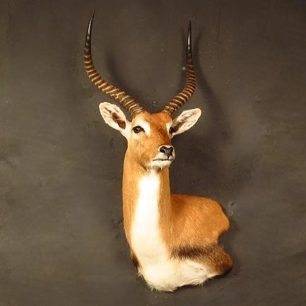 Wall pedestal mount of an African game animal by Karoo Animal Art Studio
