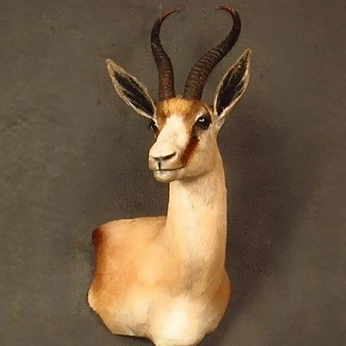 Wall pedestal mount of an African game animal by Karoo Animal Art Studio