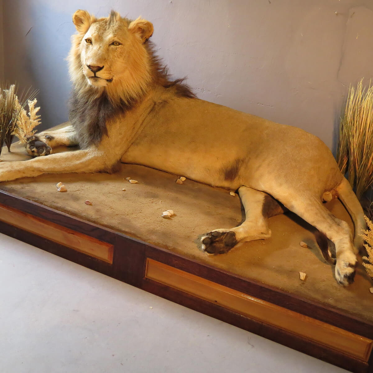 Lifesize mount of a lion by Karoo Animal Art Studio