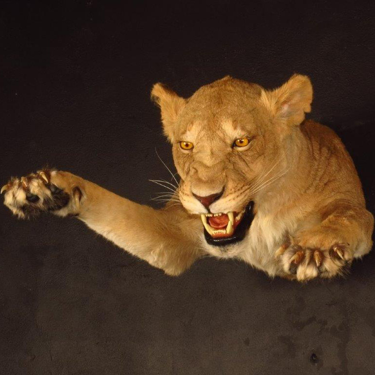 Half mount of a lion by Karoo Animal Art Studio