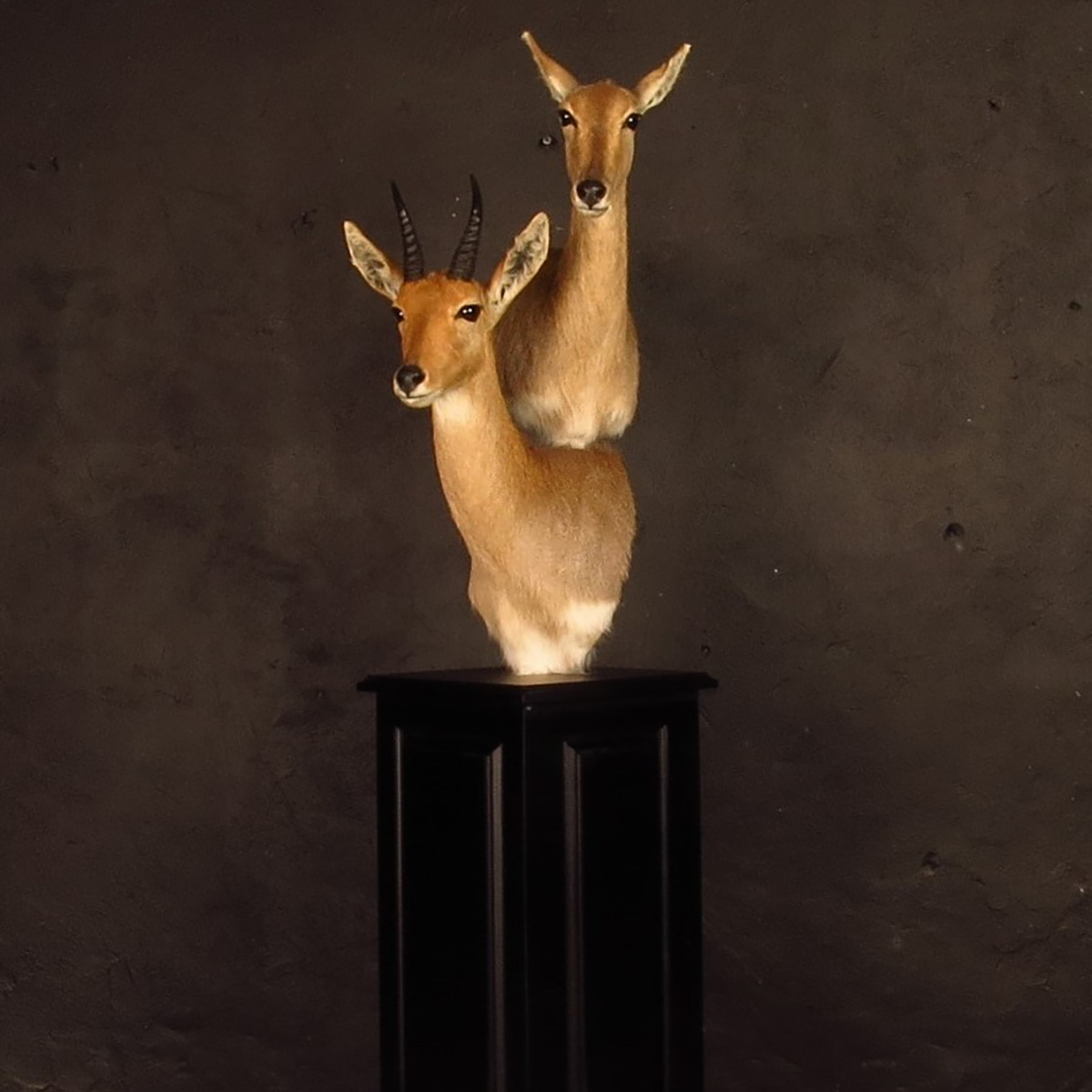 Pedestal mount of an African game animal by Karoo Animal Art Studio