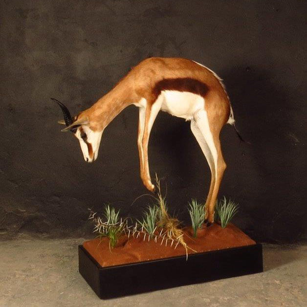Lifesize mount of a springbok by Karoo Animal Art Studio