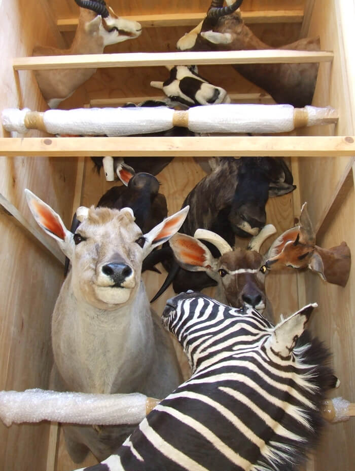 Eland, kudu and zebra shoulder mounts packed into a custom wooden export crate