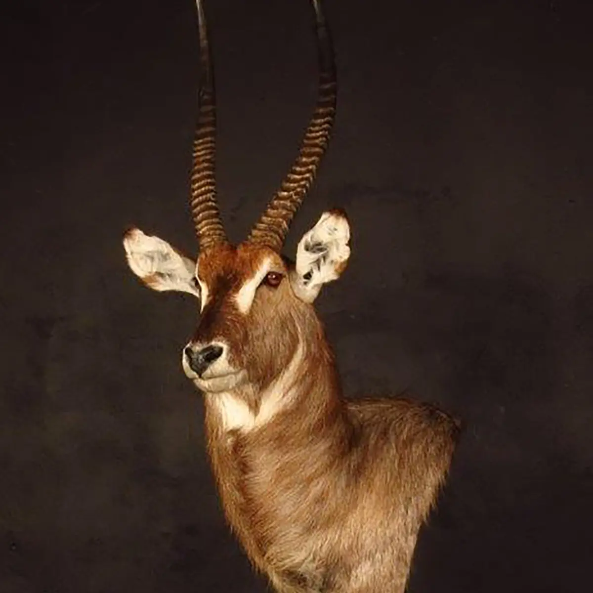 Pedestal mount of a waterbuck by Karoo Animal Art Studio