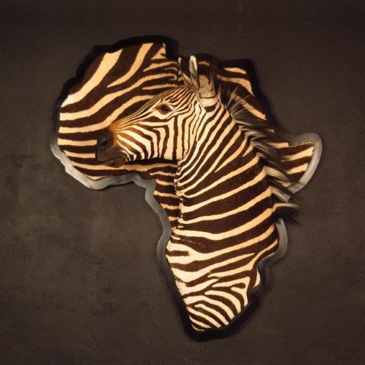 3D mount of a zebra by Karoo Animal Art Studio
