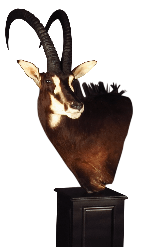 Sable antelope shoulder mount displayed on a black pedestal