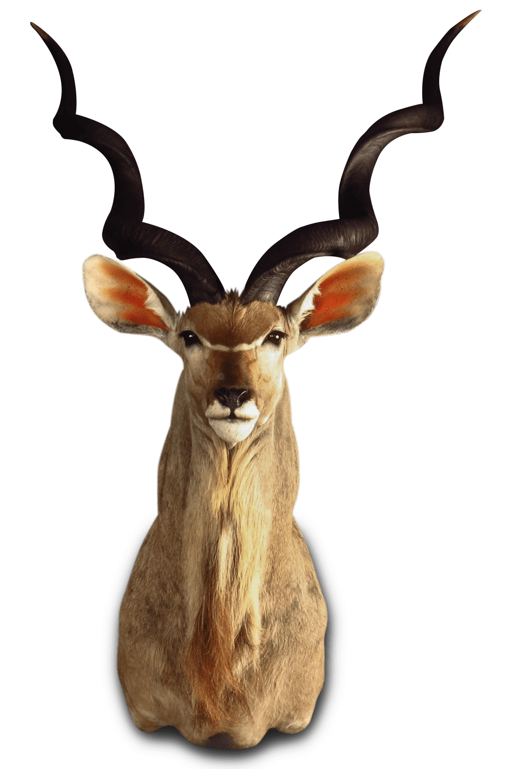Kudu bull shoulder mount with long spiral horns, mounted by Karoo Animal Art Studio
