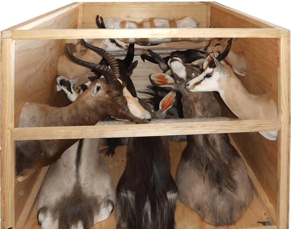 Springbok and antelope shoulder mounts packed into a wooden export crate