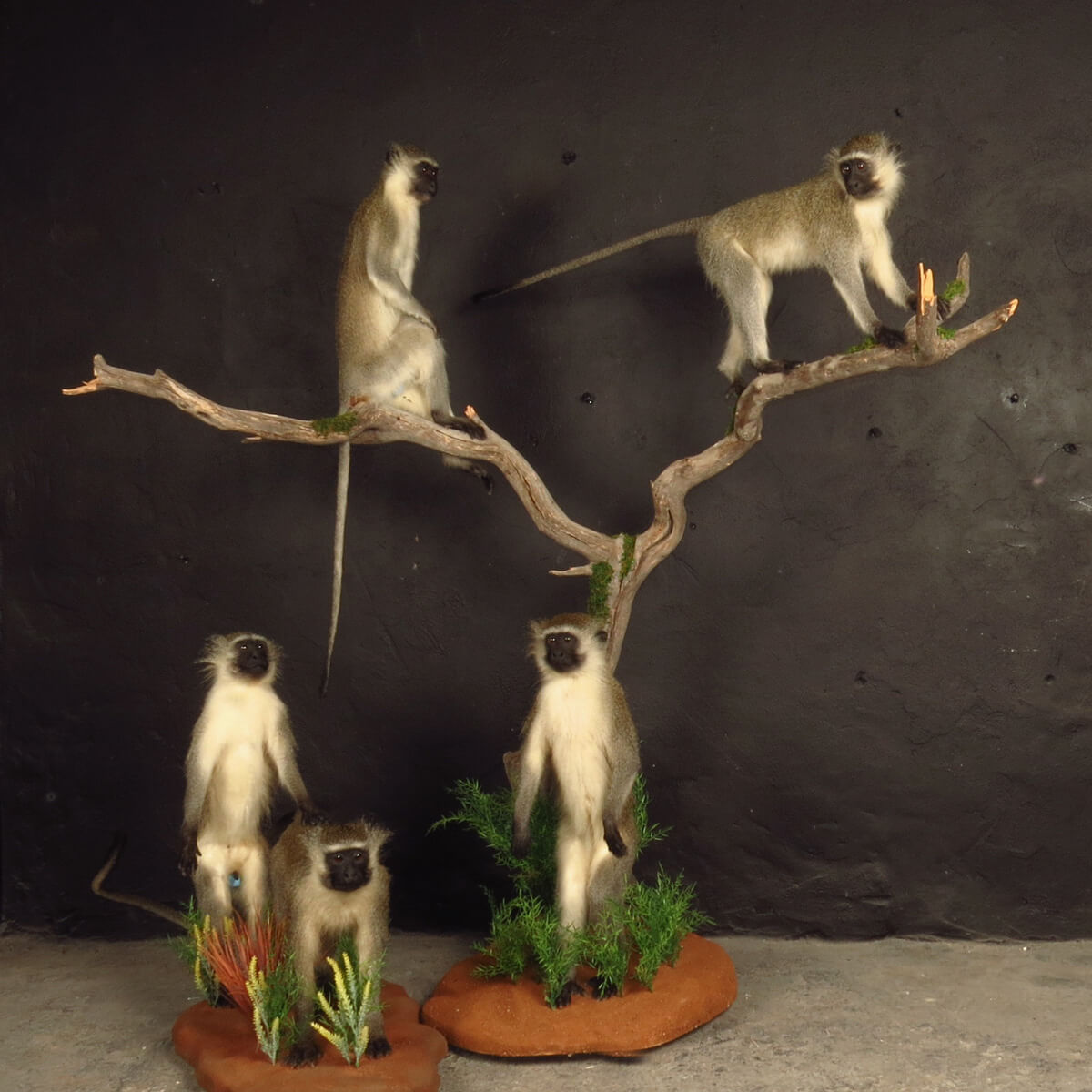 Lifesize mount of a baboon by Karoo Animal Art Studio