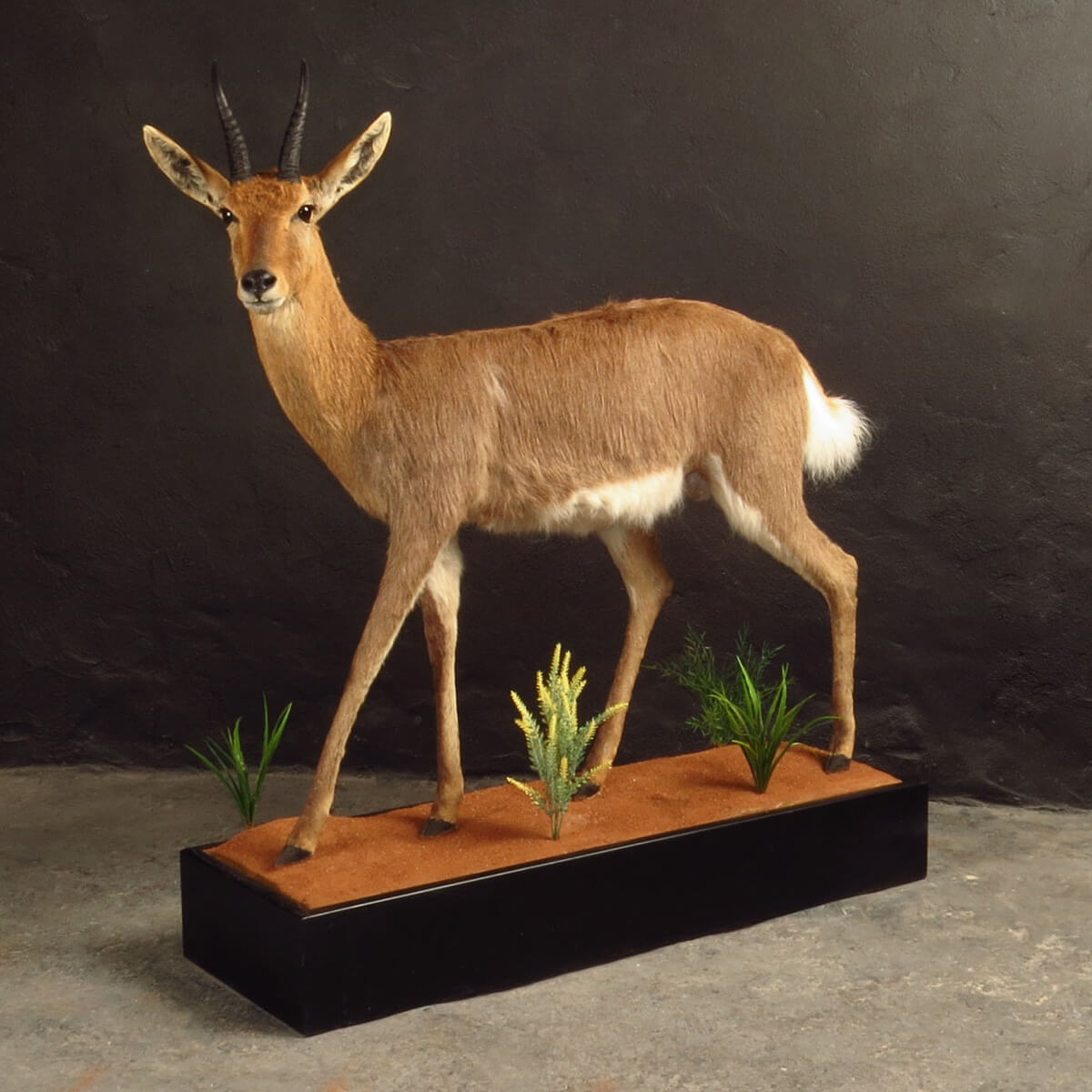 Lifesize mount of a duiker by Karoo Animal Art Studio