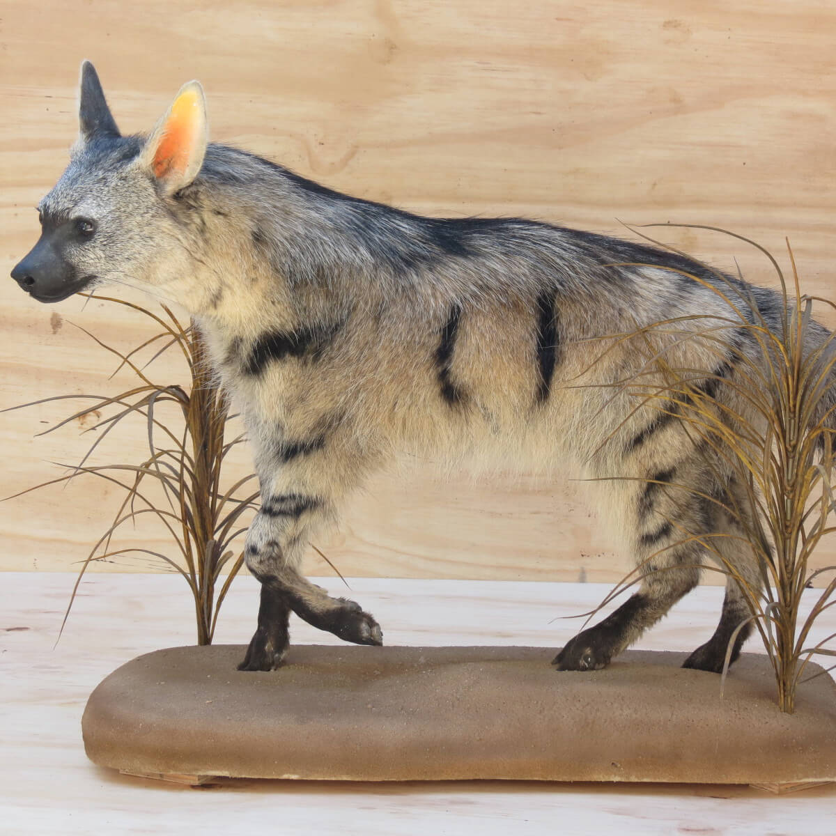 Lifesize mount of a hyena by Karoo Animal Art Studio