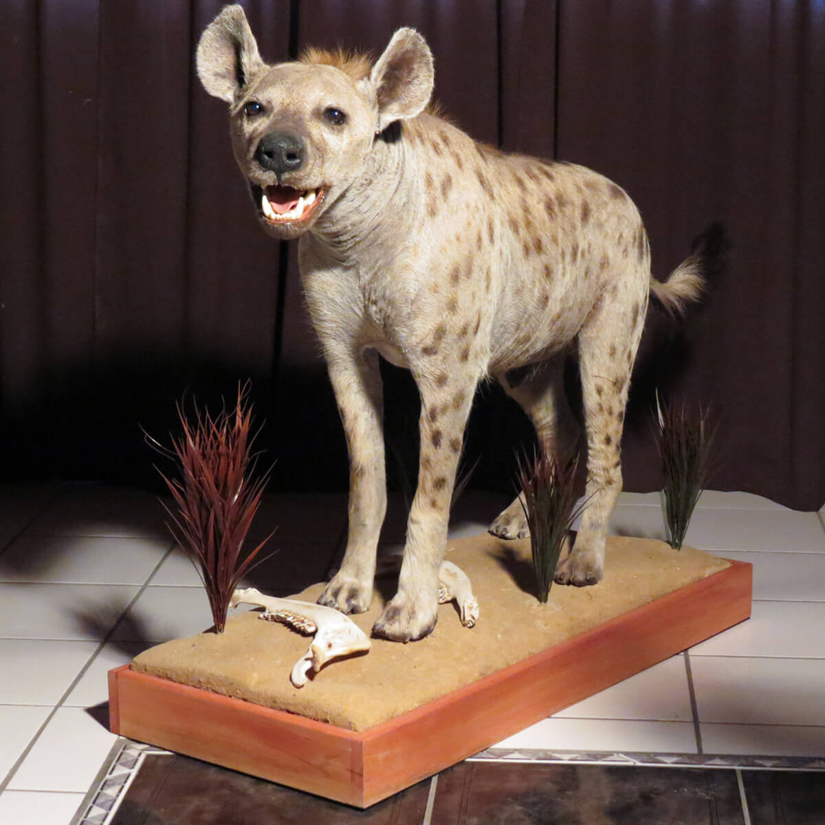 Lifesize mount of a hyena by Karoo Animal Art Studio