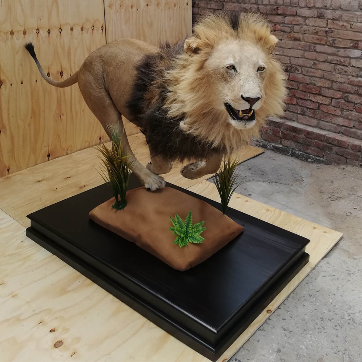Lifesize mount of a lion by Karoo Animal Art Studio