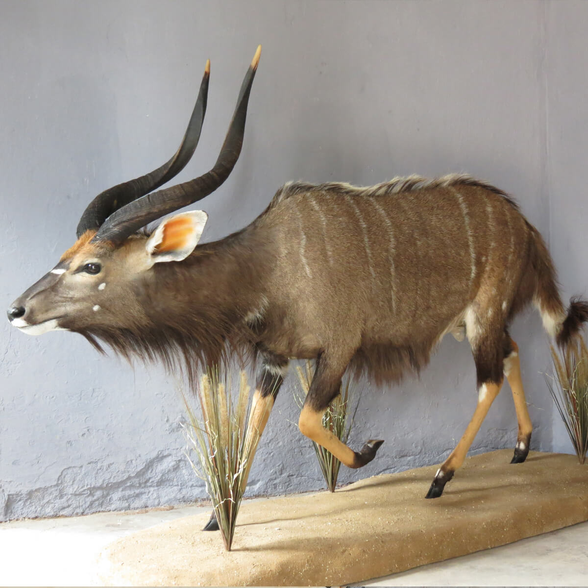 Lifesize mount of a nyala by Karoo Animal Art Studio
