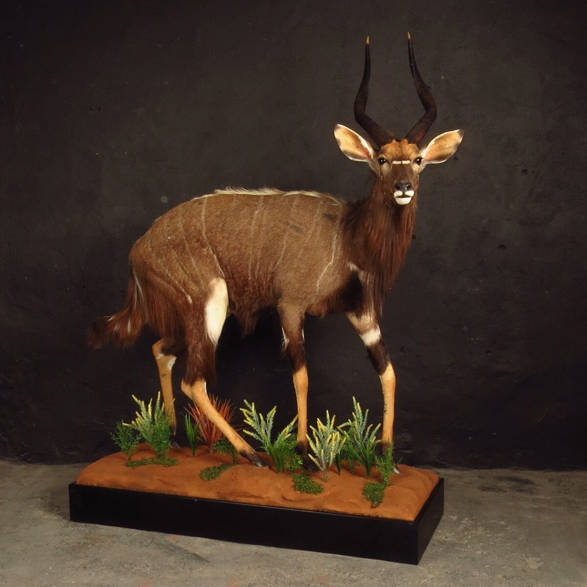 Lifesize mount of a nyala by Karoo Animal Art Studio