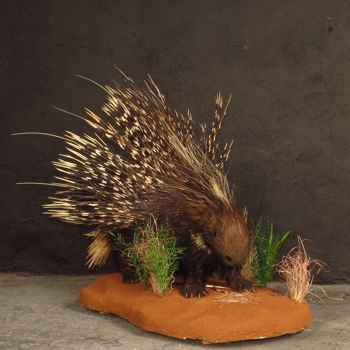 Lifesize mount of a porcupine by Karoo Animal Art Studio