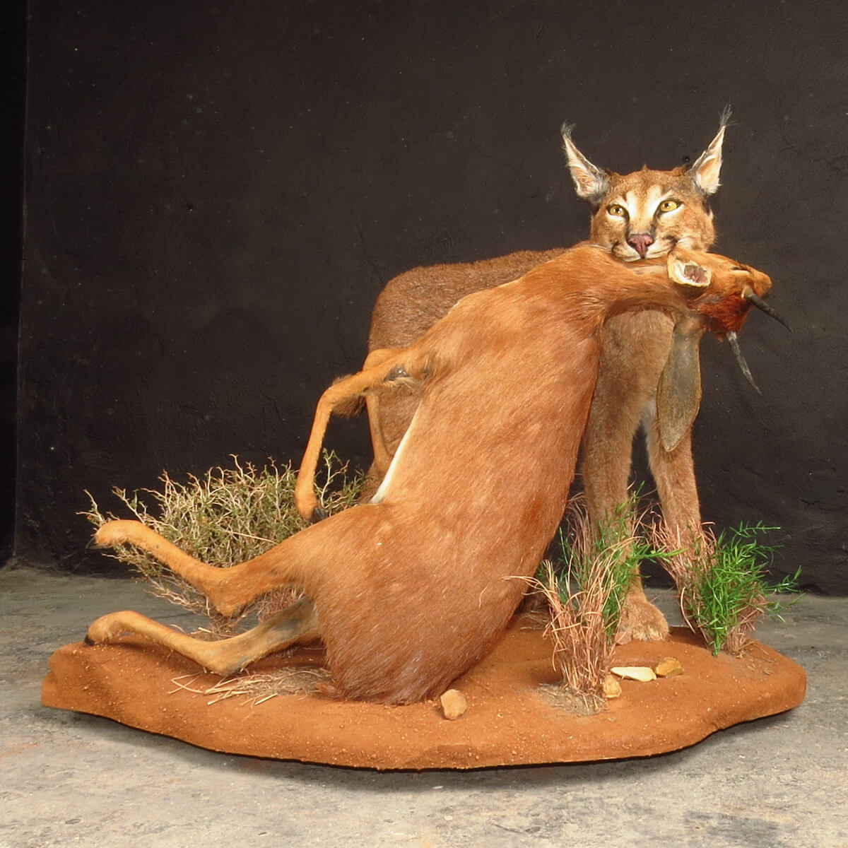 Lifesize mount of a caracal by Karoo Animal Art Studio