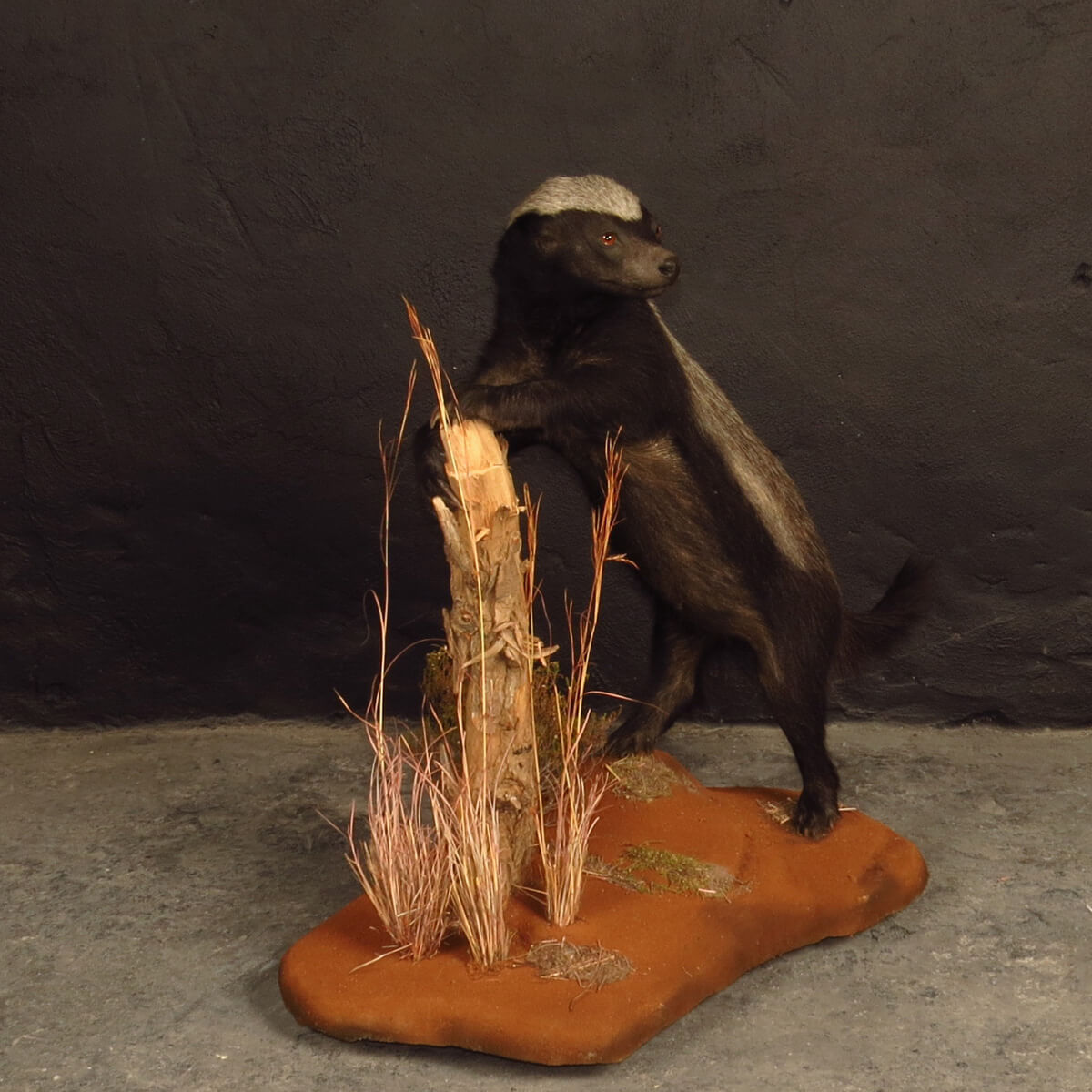 Lifesize mount of a striped polecat by Karoo Animal Art Studio