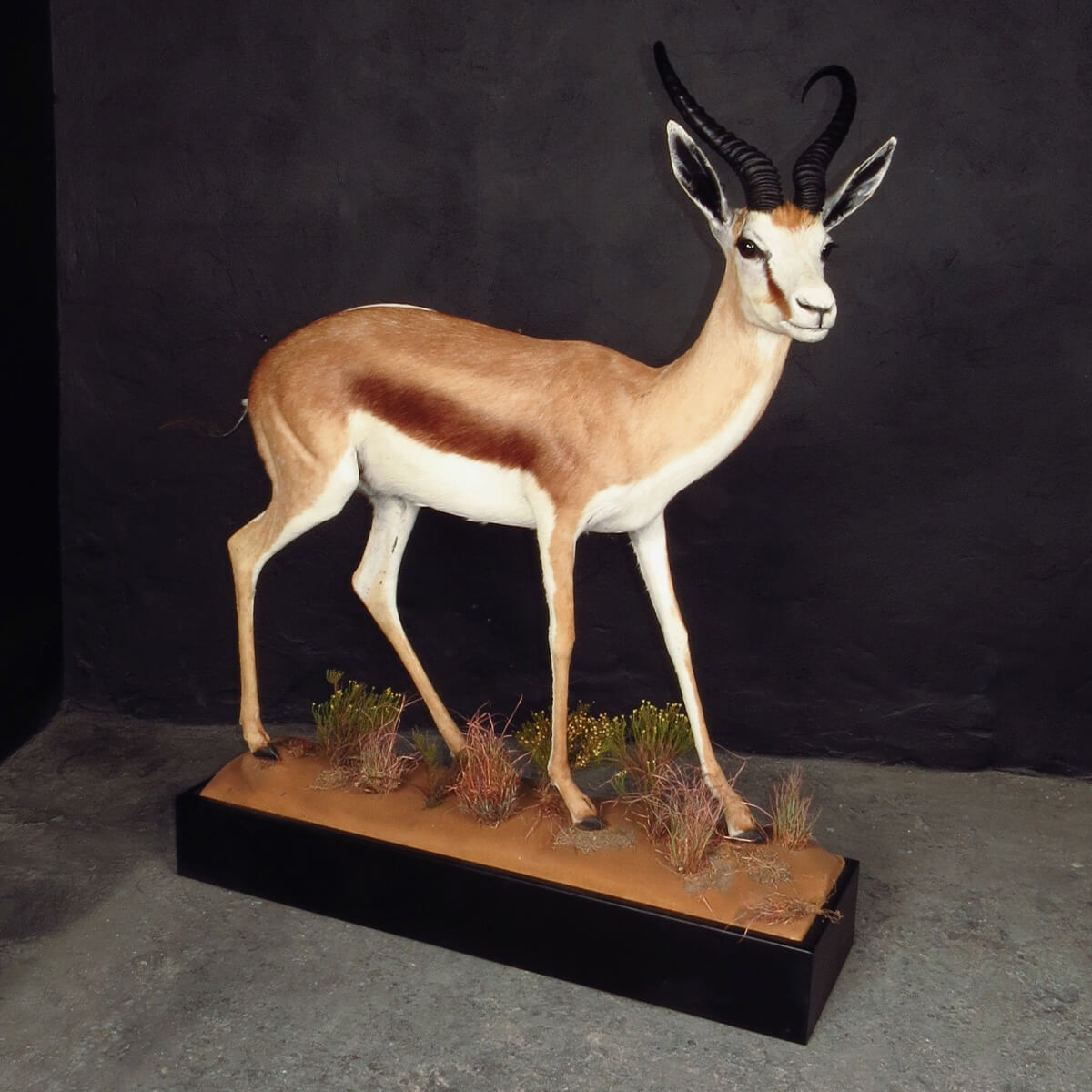 Lifesize mount of a springbok by Karoo Animal Art Studio