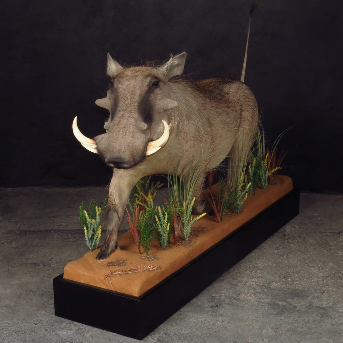 Lifesize mount of a warthog by Karoo Animal Art Studio