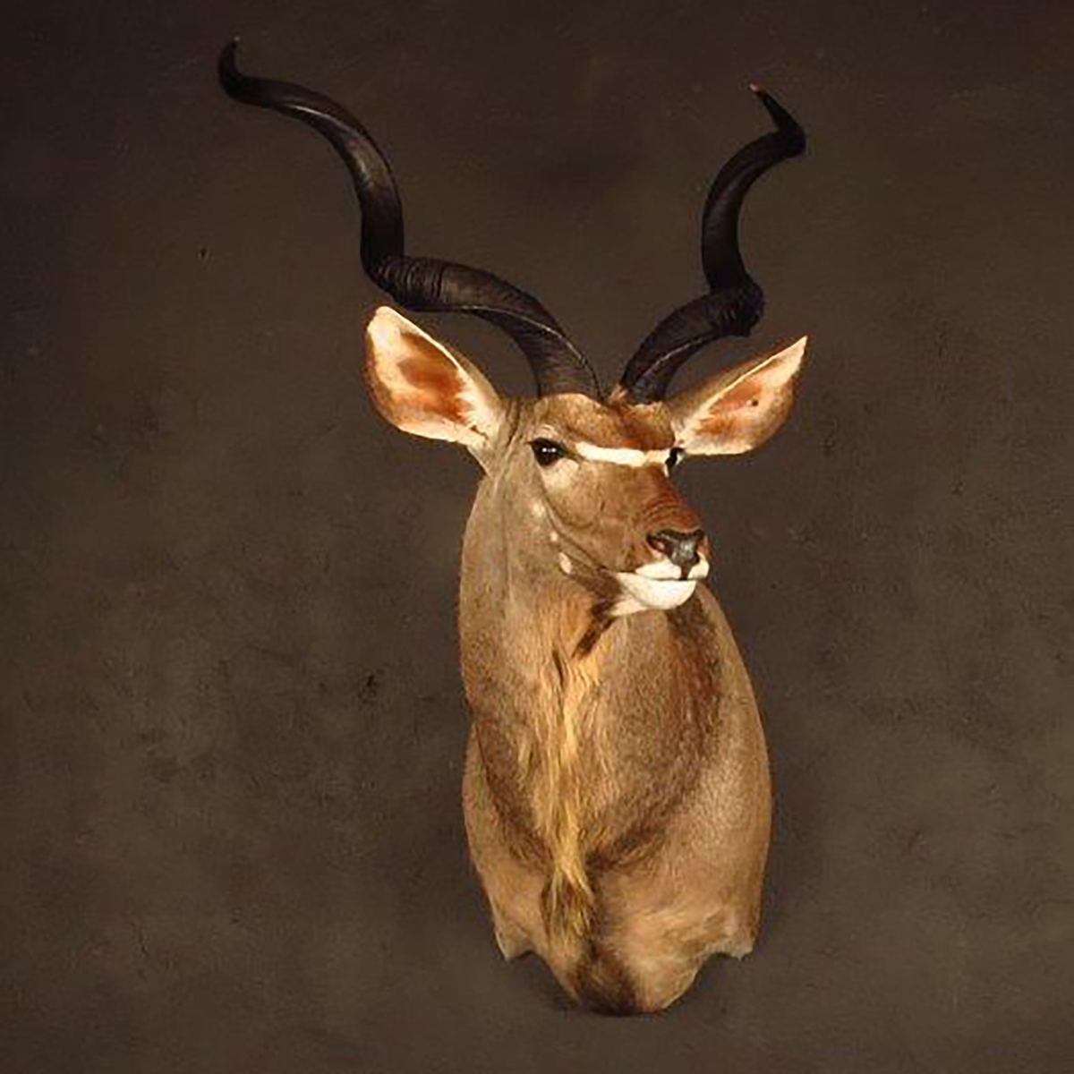 Shoulder mount of an African game animal by Karoo Animal Art Studio