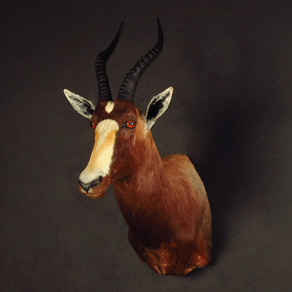 Shoulder mount of an African game animal by Karoo Animal Art Studio