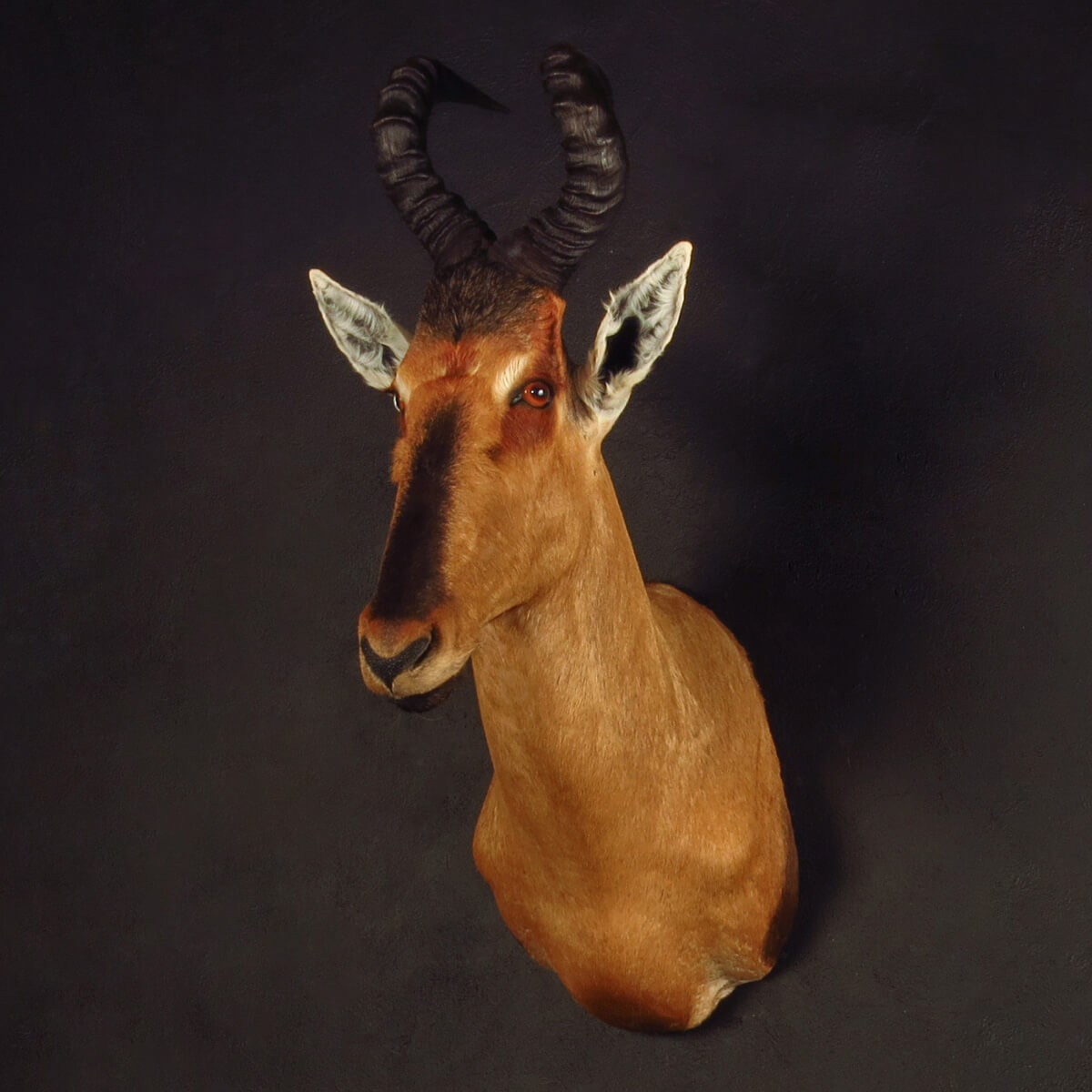 Shoulder mount of an African game animal by Karoo Animal Art Studio