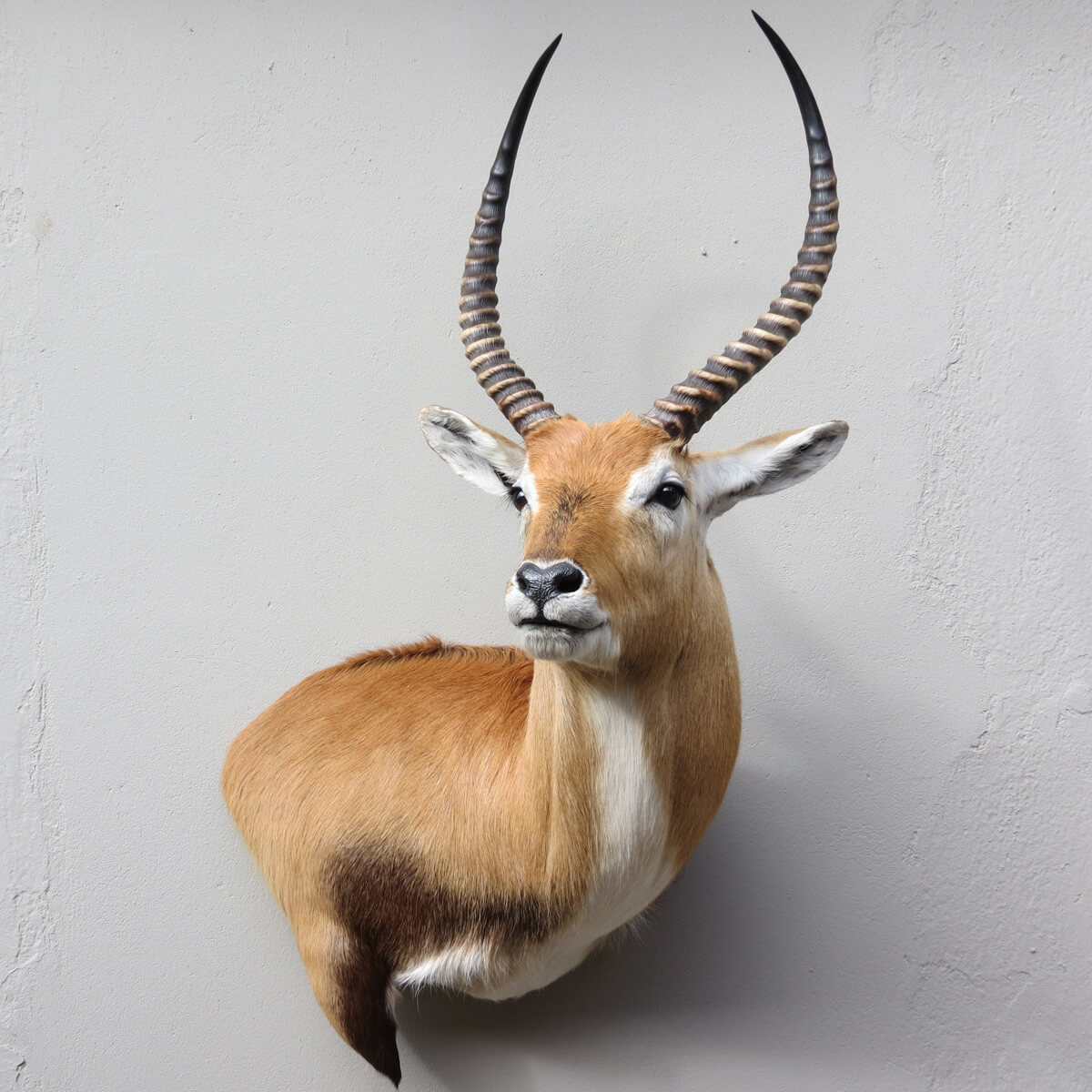 Wall pedestal mount of an African game animal by Karoo Animal Art Studio