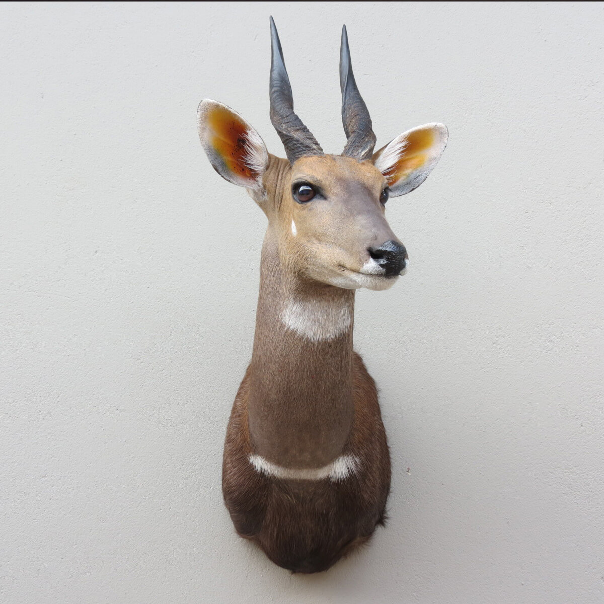 Shoulder mount of an African game animal by Karoo Animal Art Studio