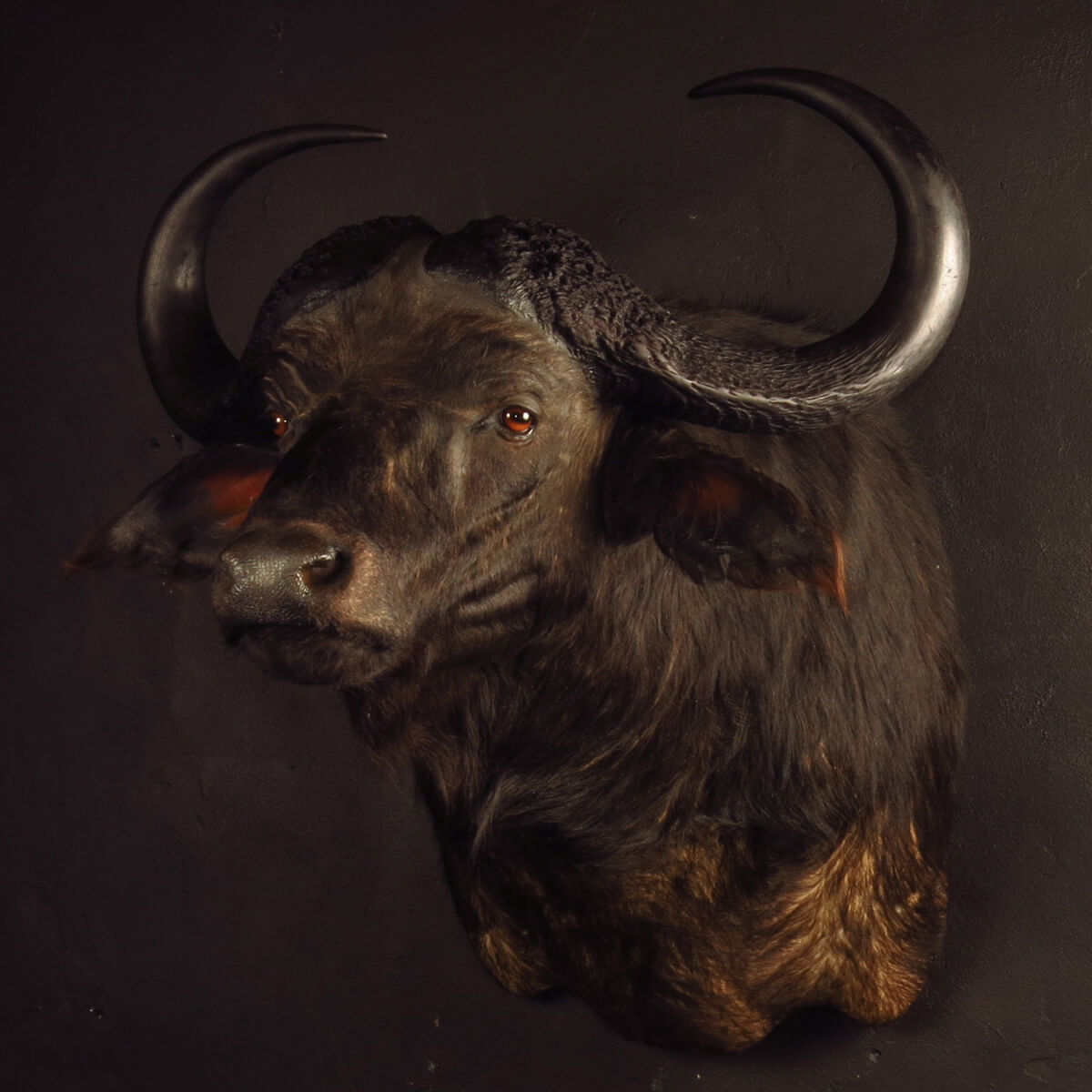 Shoulder mount of a Cape buffalo by Karoo Animal Art Studio