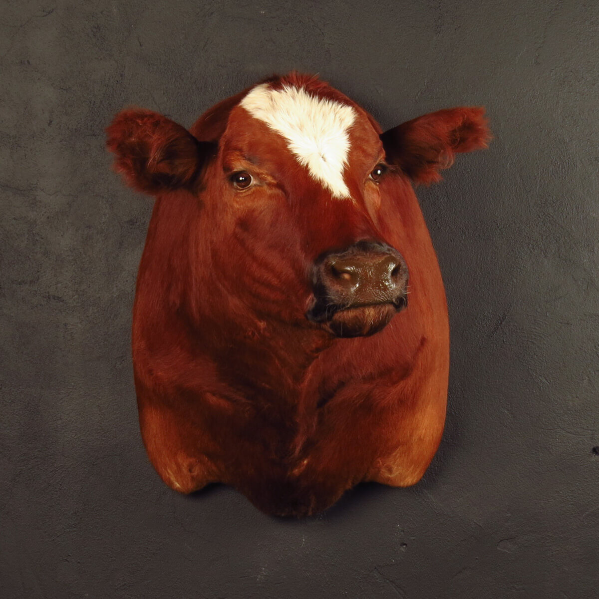 Shoulder mount of a bull by Karoo Animal Art Studio