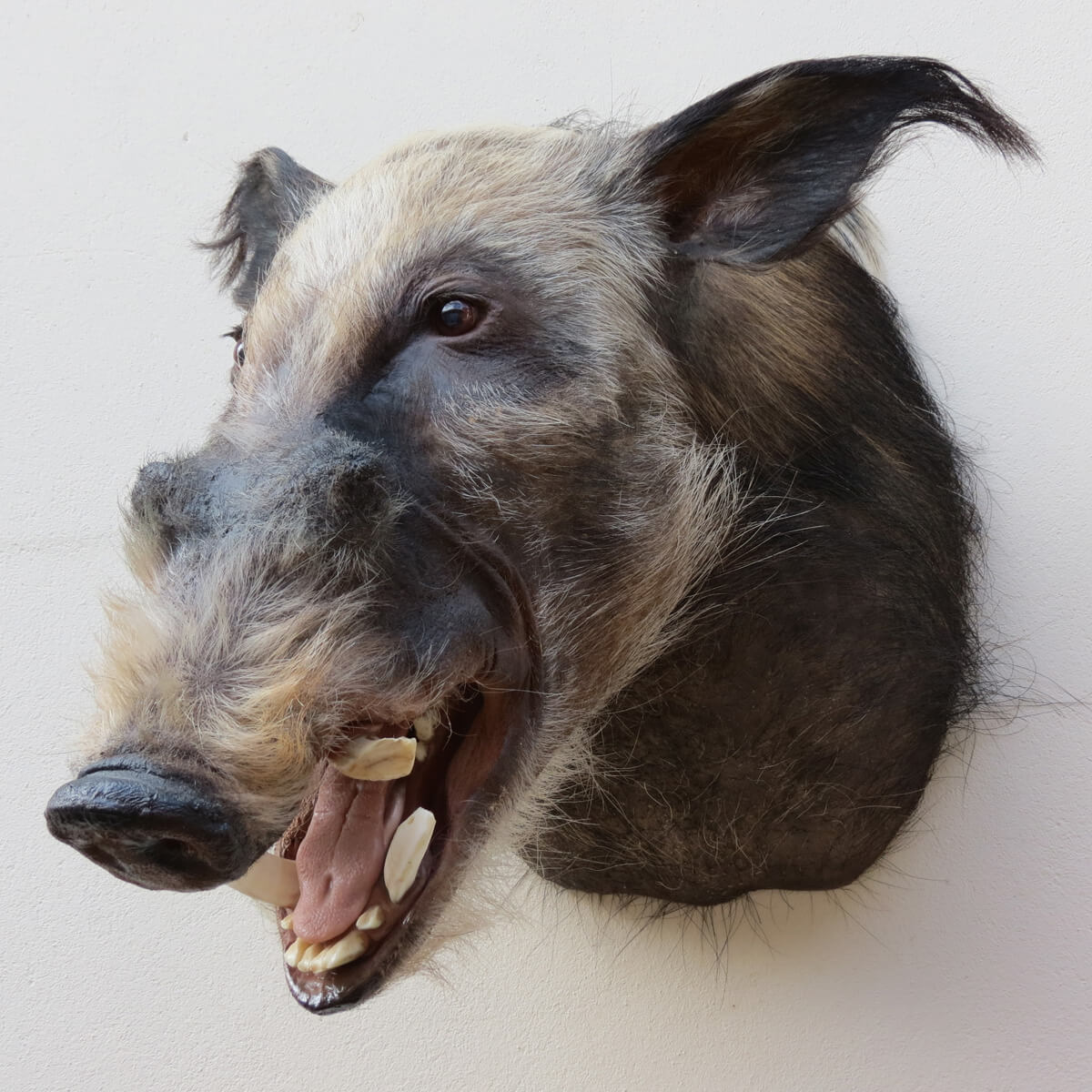 Shoulder mount of a bushpig by Karoo Animal Art Studio