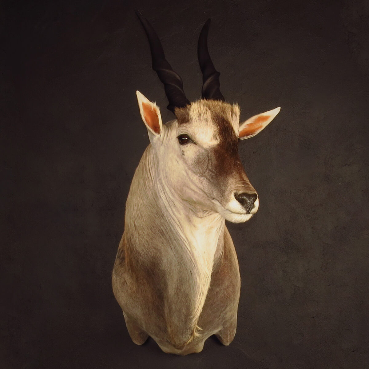 Shoulder mount of a eland by Karoo Animal Art Studio