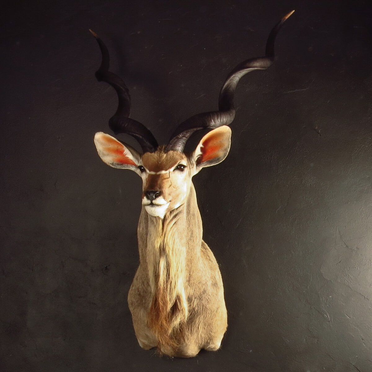 Shoulder mount of a kudu bull by Karoo Animal Art Studio