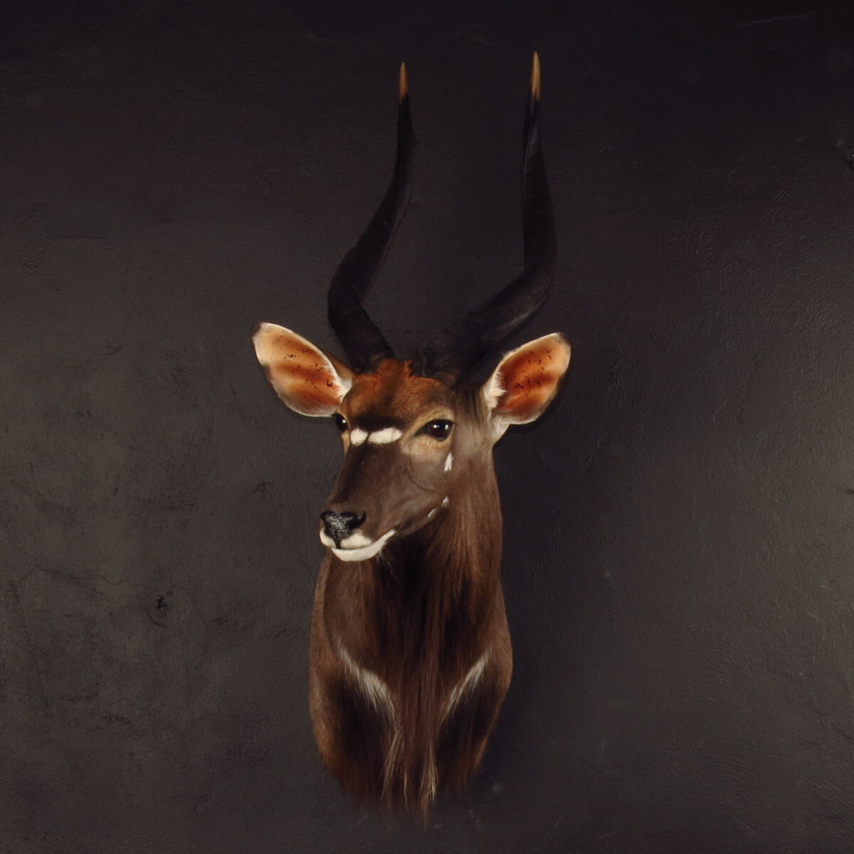 Shoulder mount of a nyala by Karoo Animal Art Studio