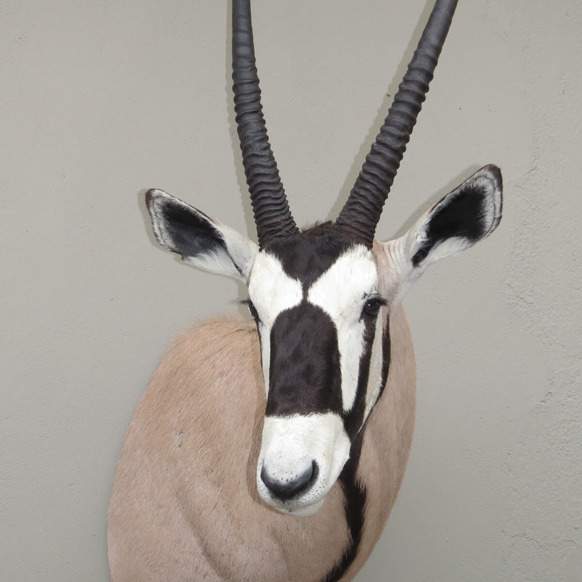 Shoulder mount of a gemsbok by Karoo Animal Art Studio