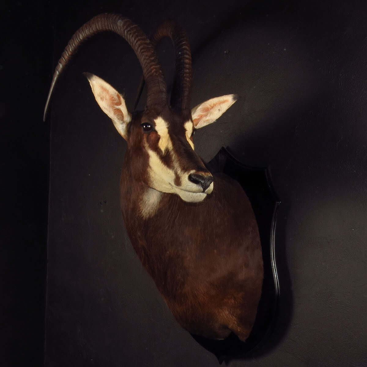 Shoulder mount of a sable antelope by Karoo Animal Art Studio