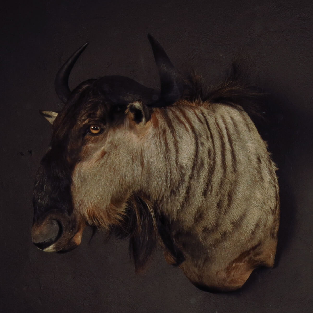 Shoulder mount of a wildebeest by Karoo Animal Art Studio
