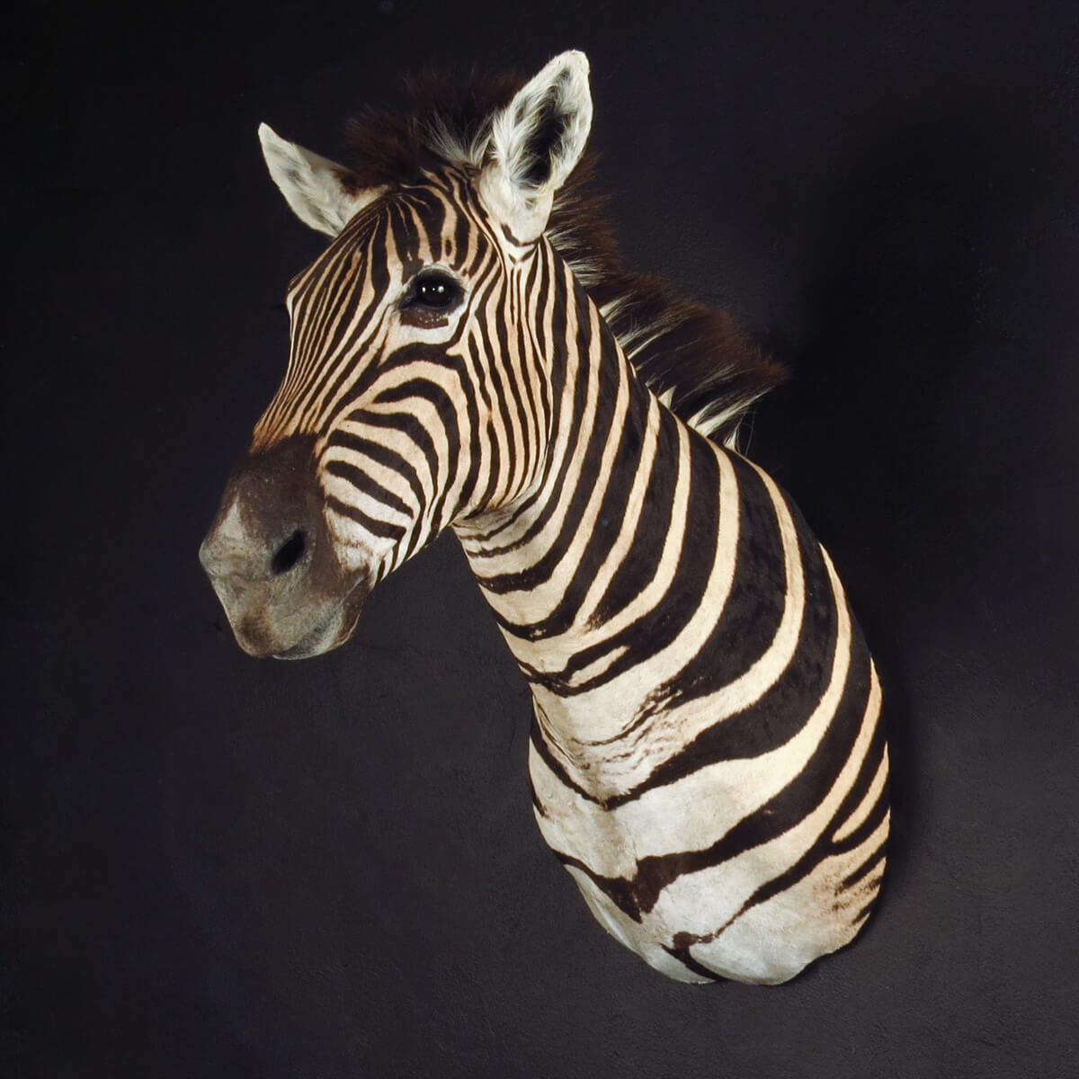 Shoulder mount of a zebra by Karoo Animal Art Studio