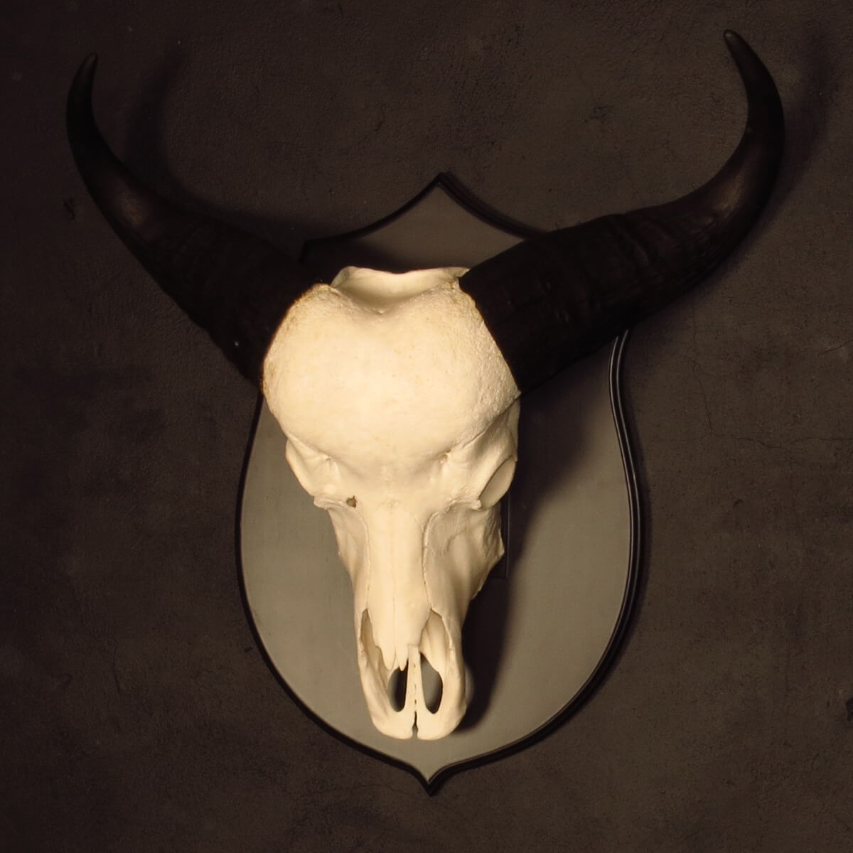 Skull mount of an African game animal by Karoo Animal Art Studio