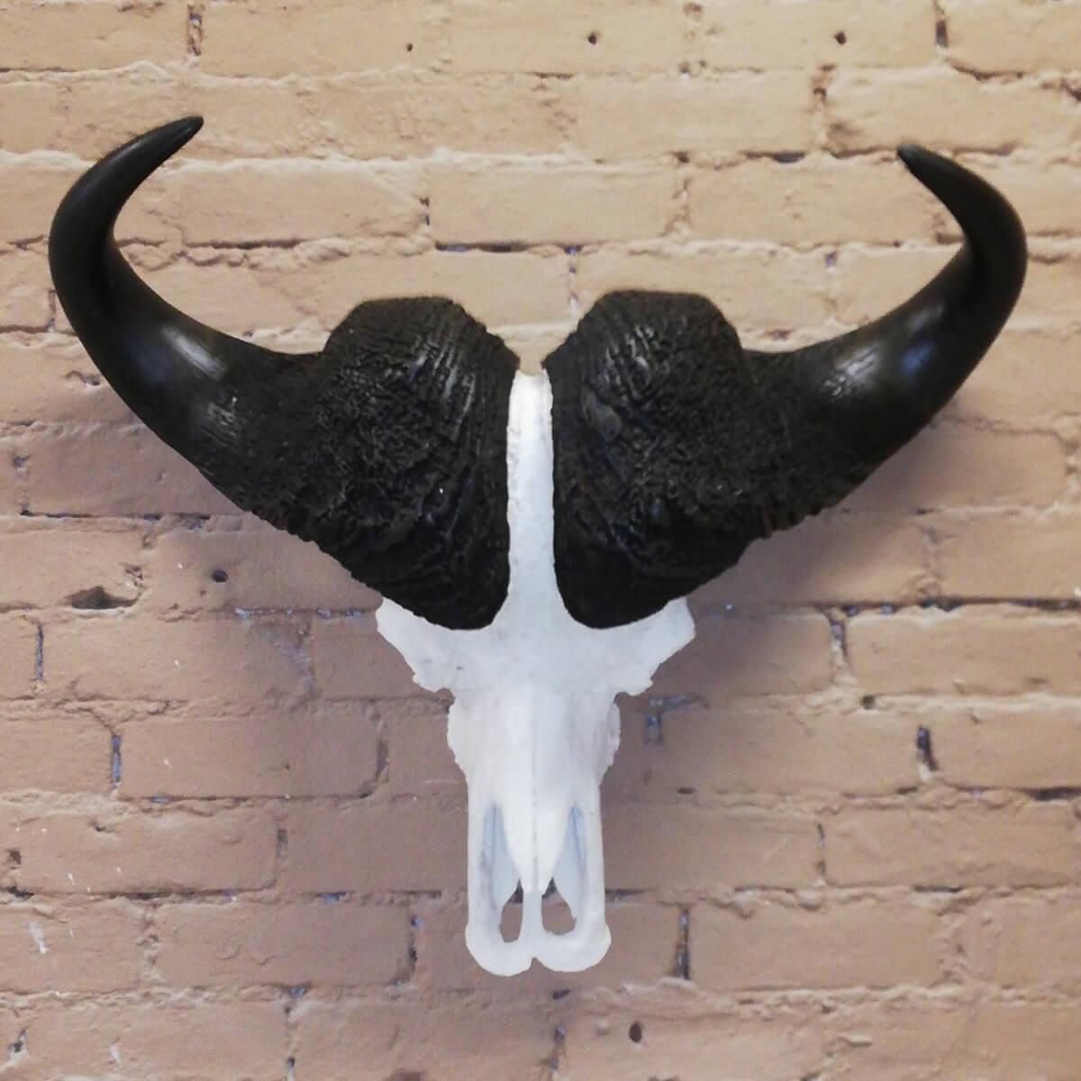 Skull mount of an African game animal by Karoo Animal Art Studio