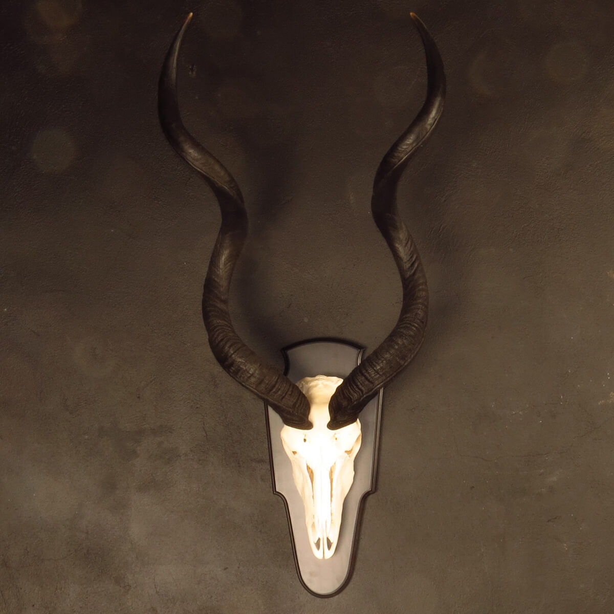 Skull mount of an African game animal by Karoo Animal Art Studio