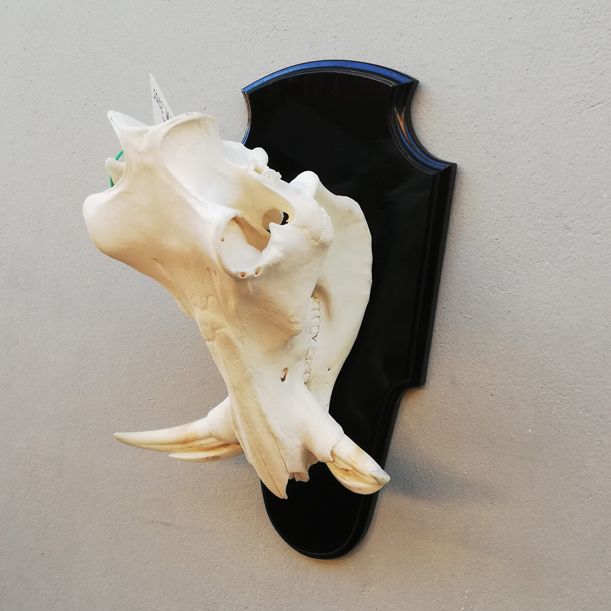 Skull mount of an African game animal by Karoo Animal Art Studio